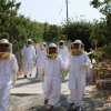 going to the hives